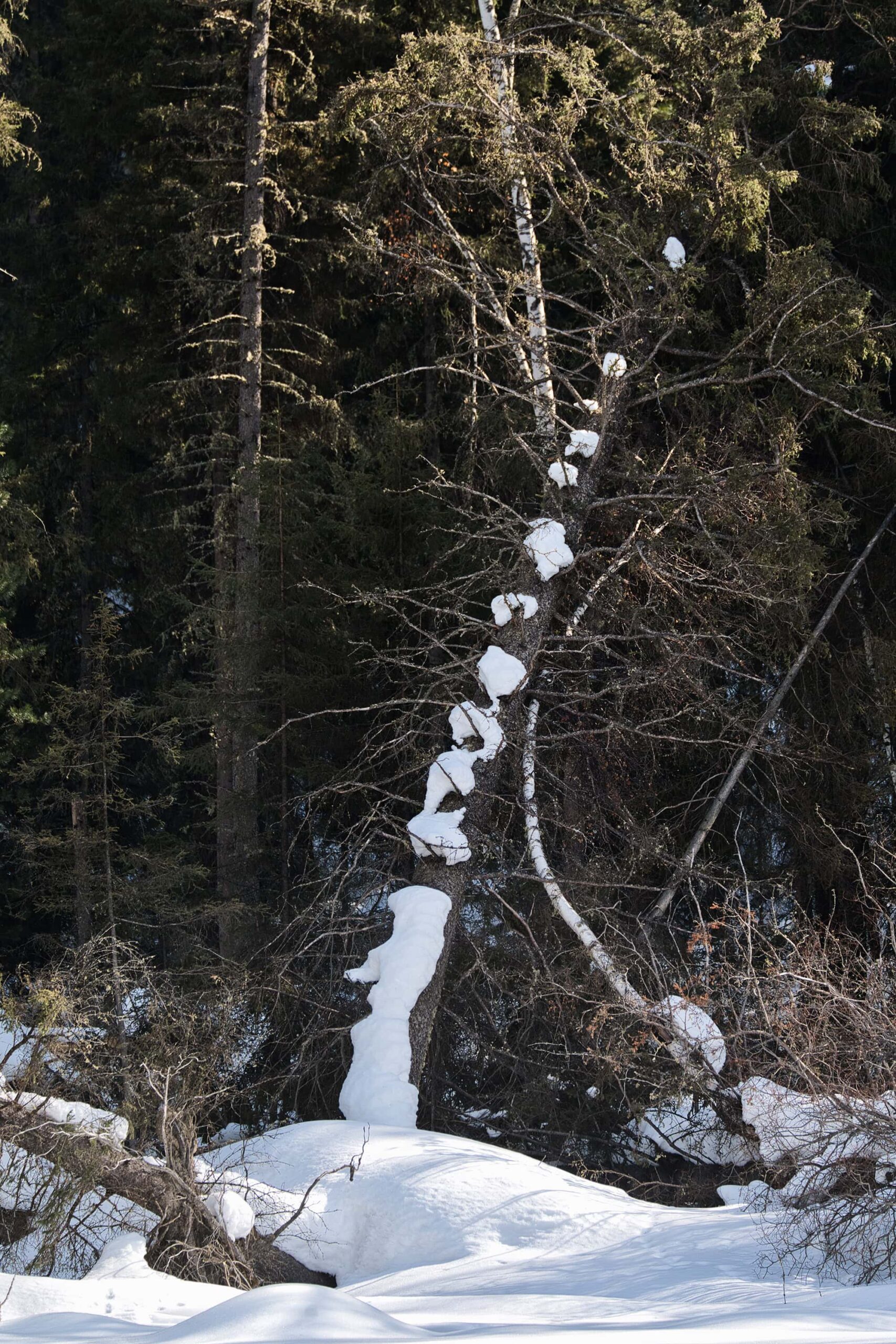 A trunk with elegant curves by Kanas Lake
