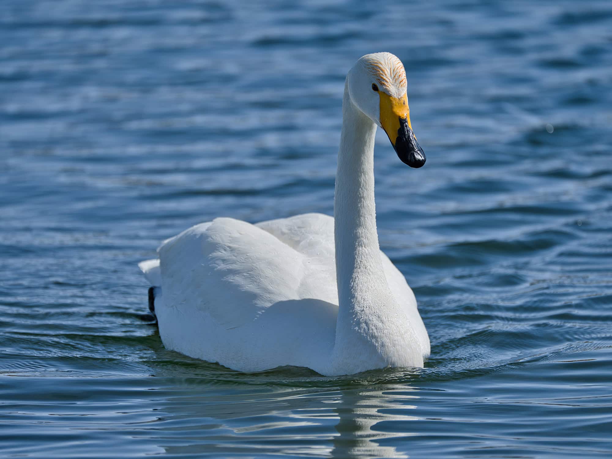 Side profile of a graceful swan on Sayram Lake, Xinjiang