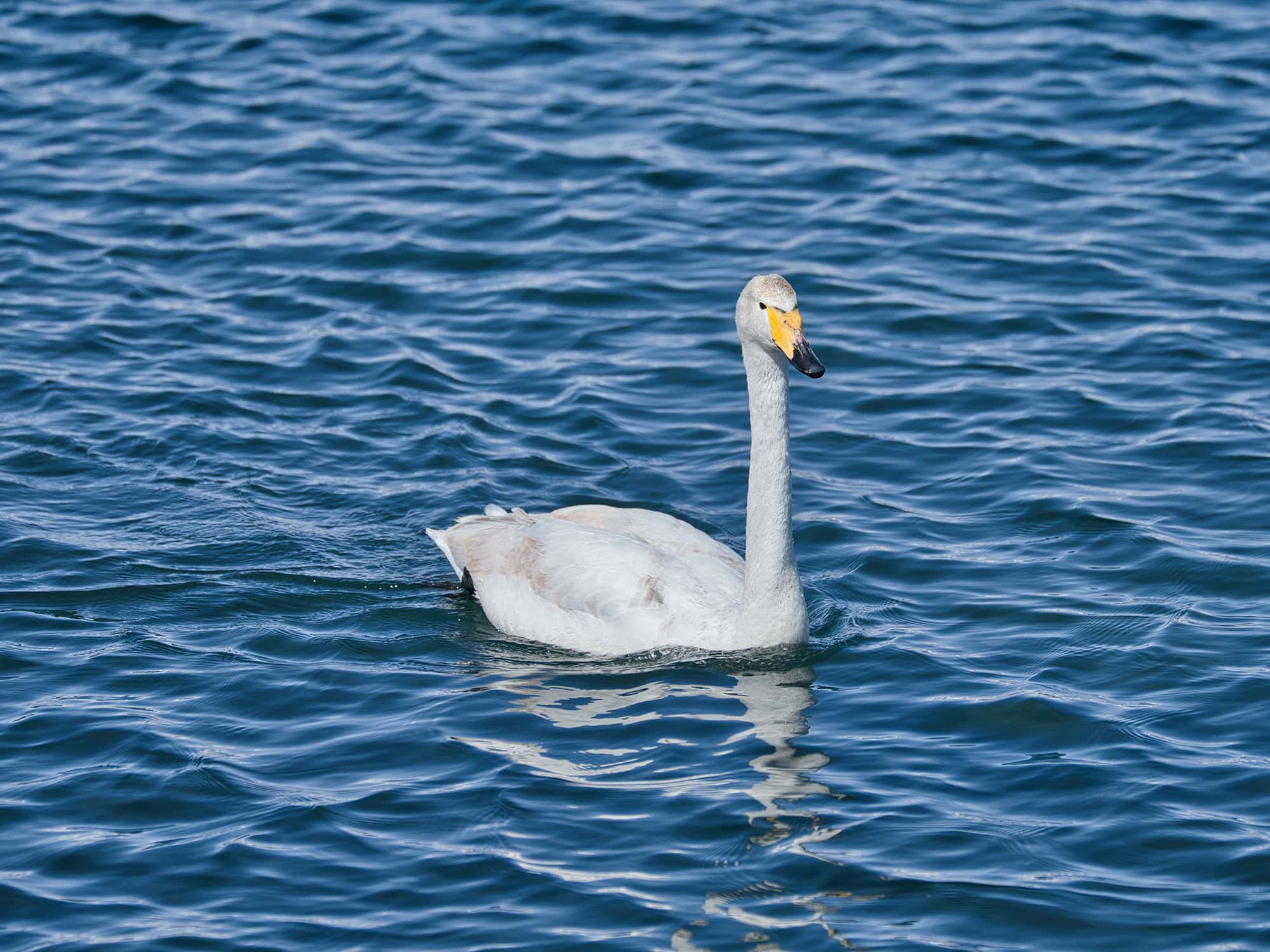 A lone swan swims in the distance on Sailimu Lake