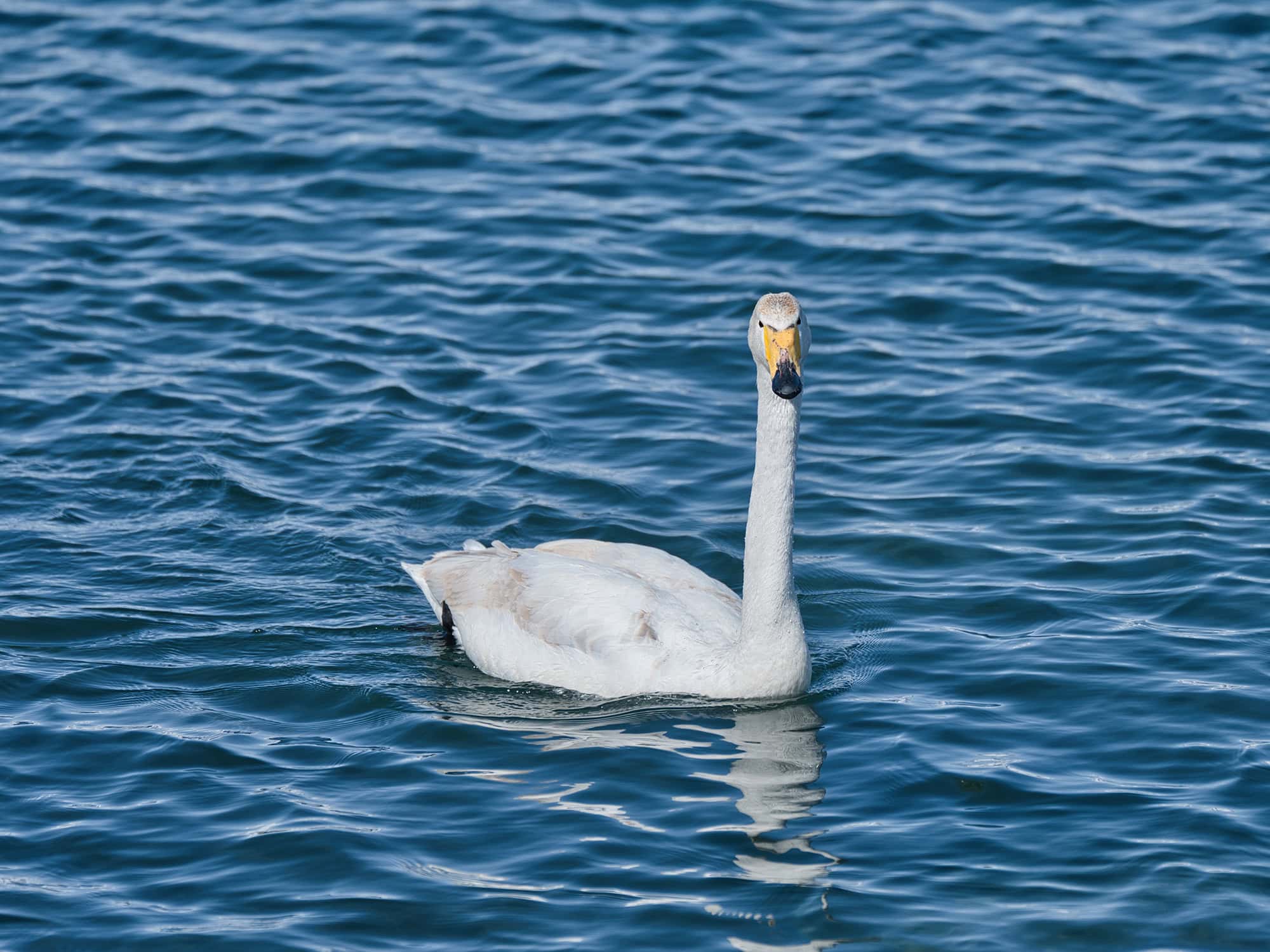 A curious swan glances your way from afar on Sayram Lake, China