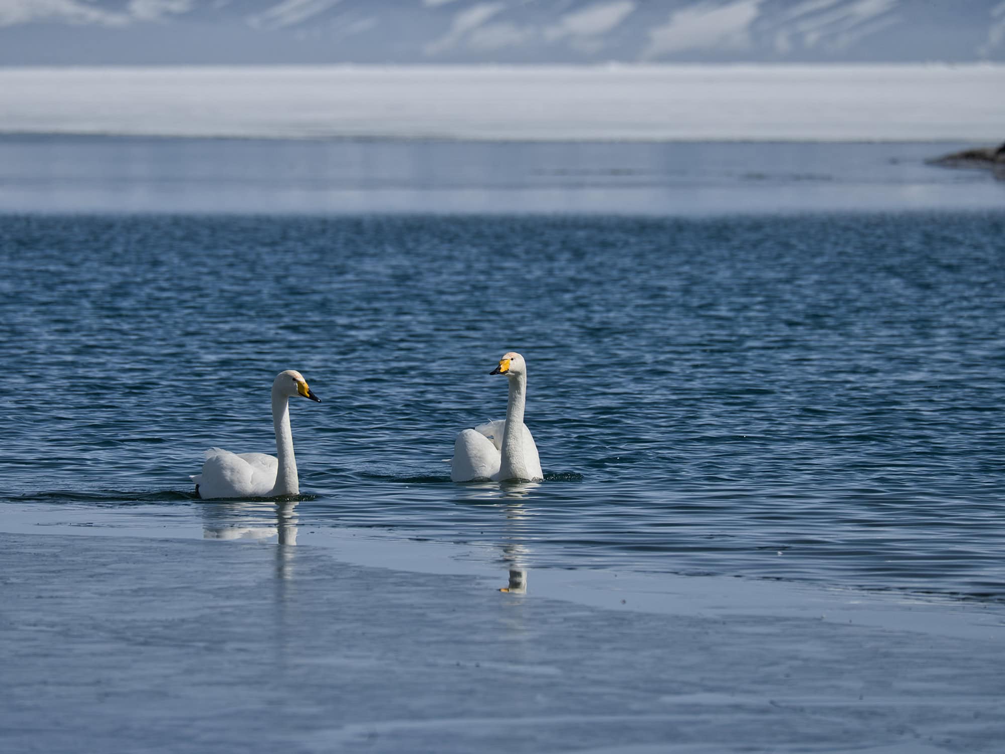 Two swans paddle side by side on Sailimu Lake, Xinjiang