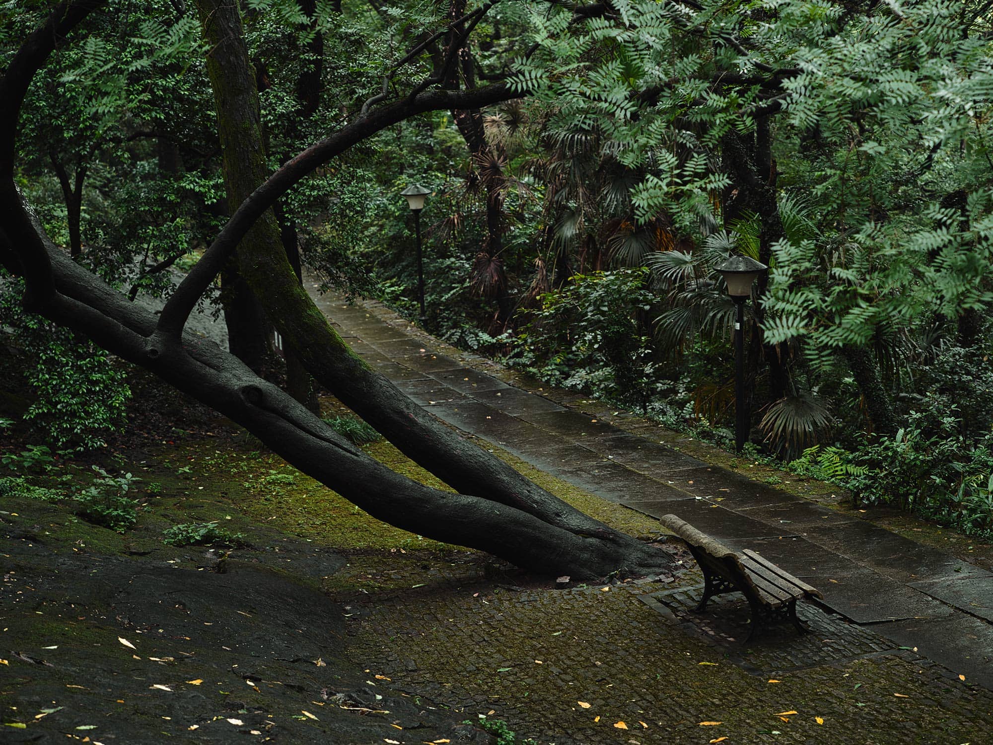 Serene path behind Gushan Park, with twisting tree branches and moss-covered stones