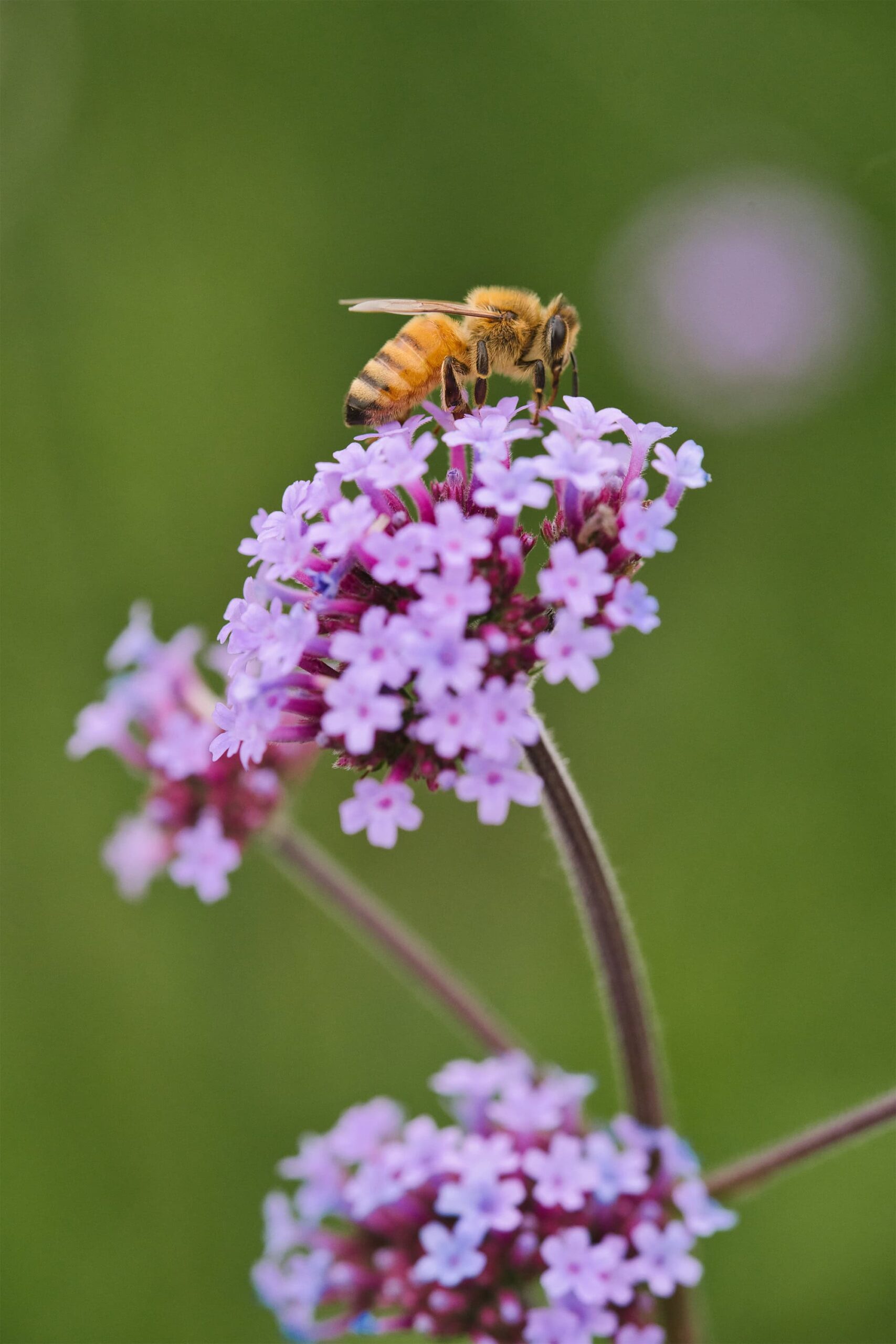 Ultimate Guide to Photoshoots in Tongjian Lake’s Verbena Wonderland_4