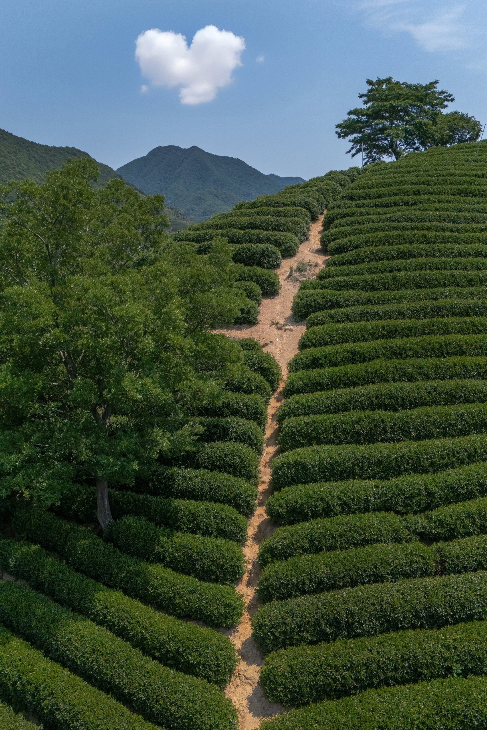 A perfect heart-shaped cloud floating in the bright blue sky above the terraced tea plantations of Longwu Tea Garden