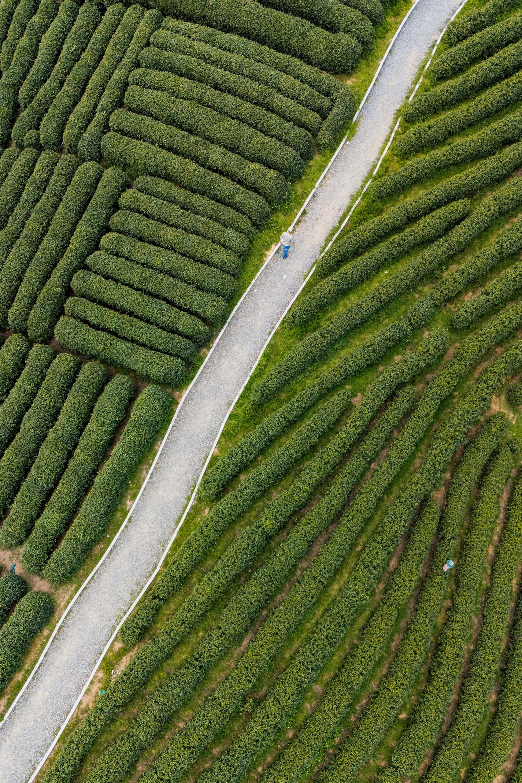 Aerial view of winding pathways cutting through the vibrant spring landscape of Longwu Tea Garden