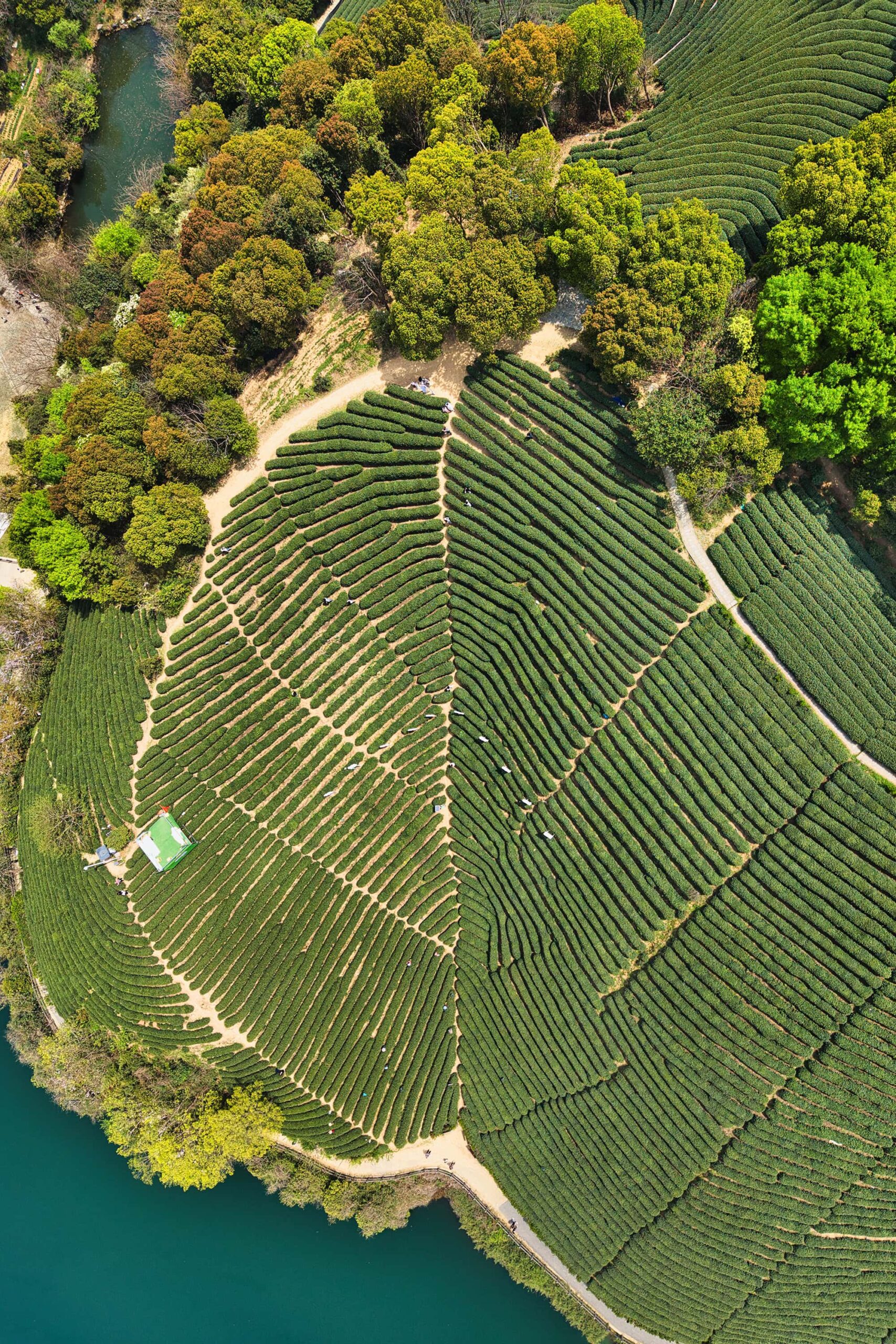 Breathtaking bird's-eye perspective of Longwu Tea Garden's expansive landscape