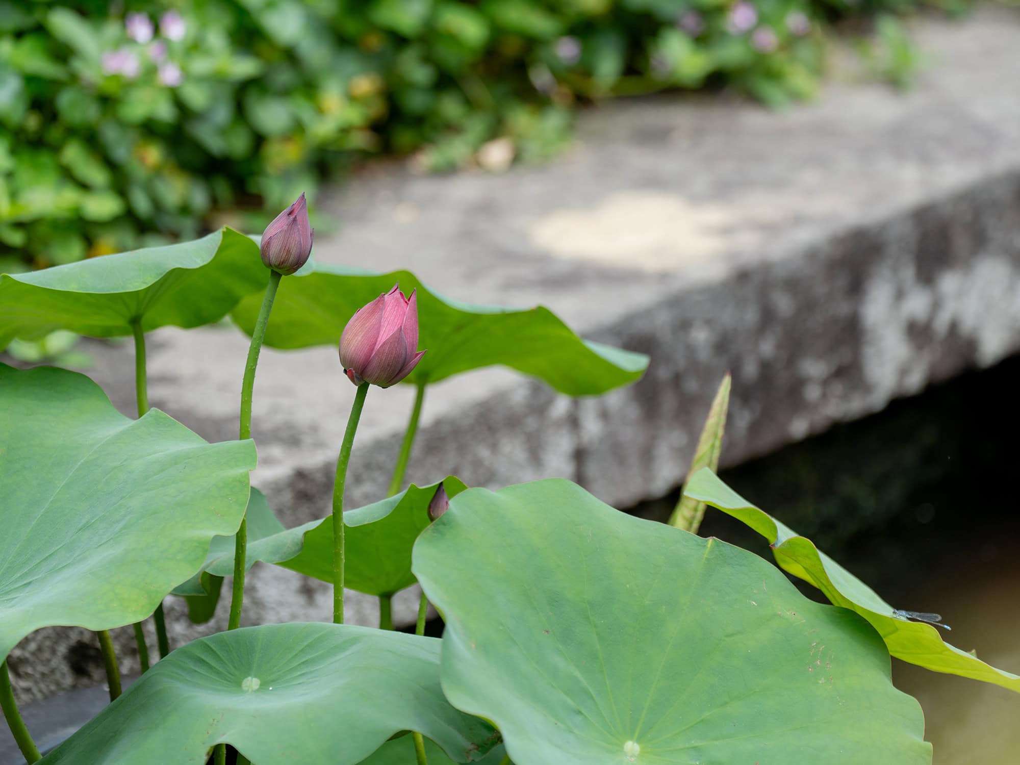 Serene lotus buds awaiting bloom in the Pure Land Pool