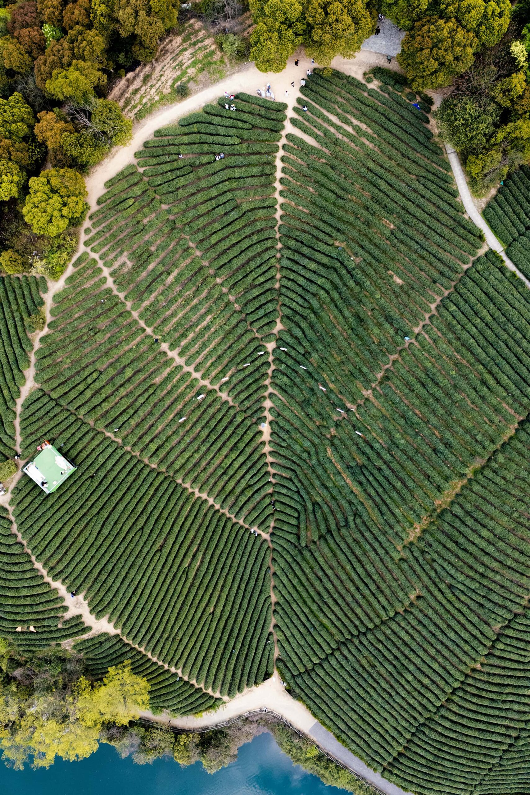 Terraced tea plantations of Longwu Tea Village seen from above, their emerald green formations resembling a giant leaf pattern