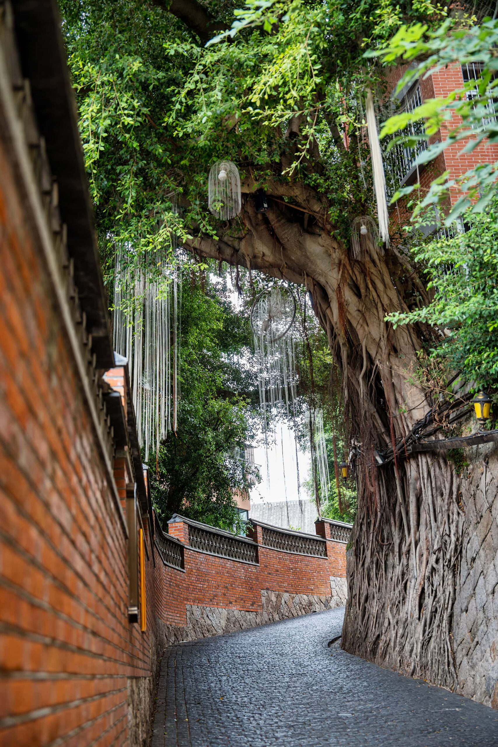 Banyan tree roots intertwining with a sloping red-brick lane on Yantai Hill