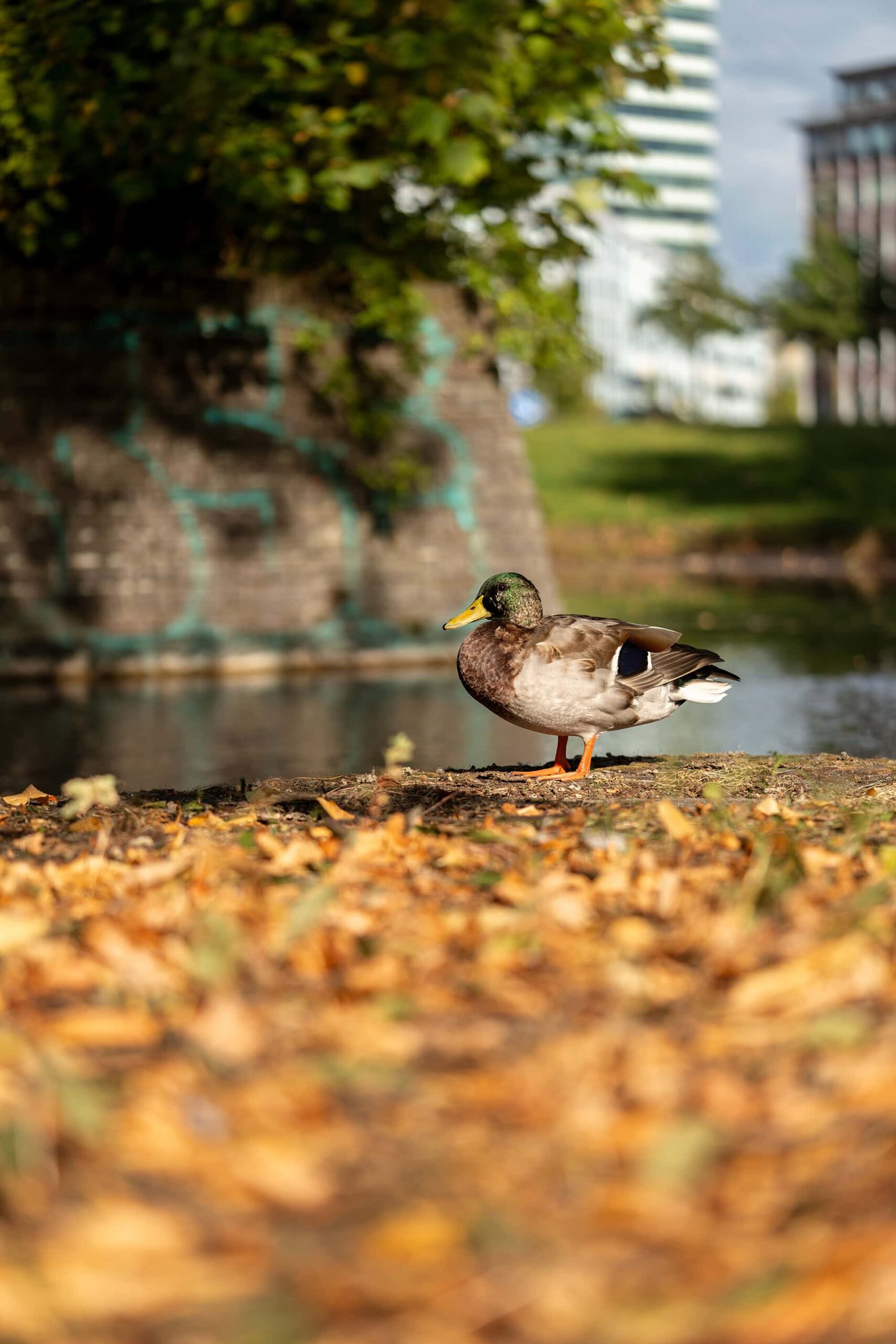 Duck on autumn leaves beside a pond at Planten un Blomen park in Hamburg