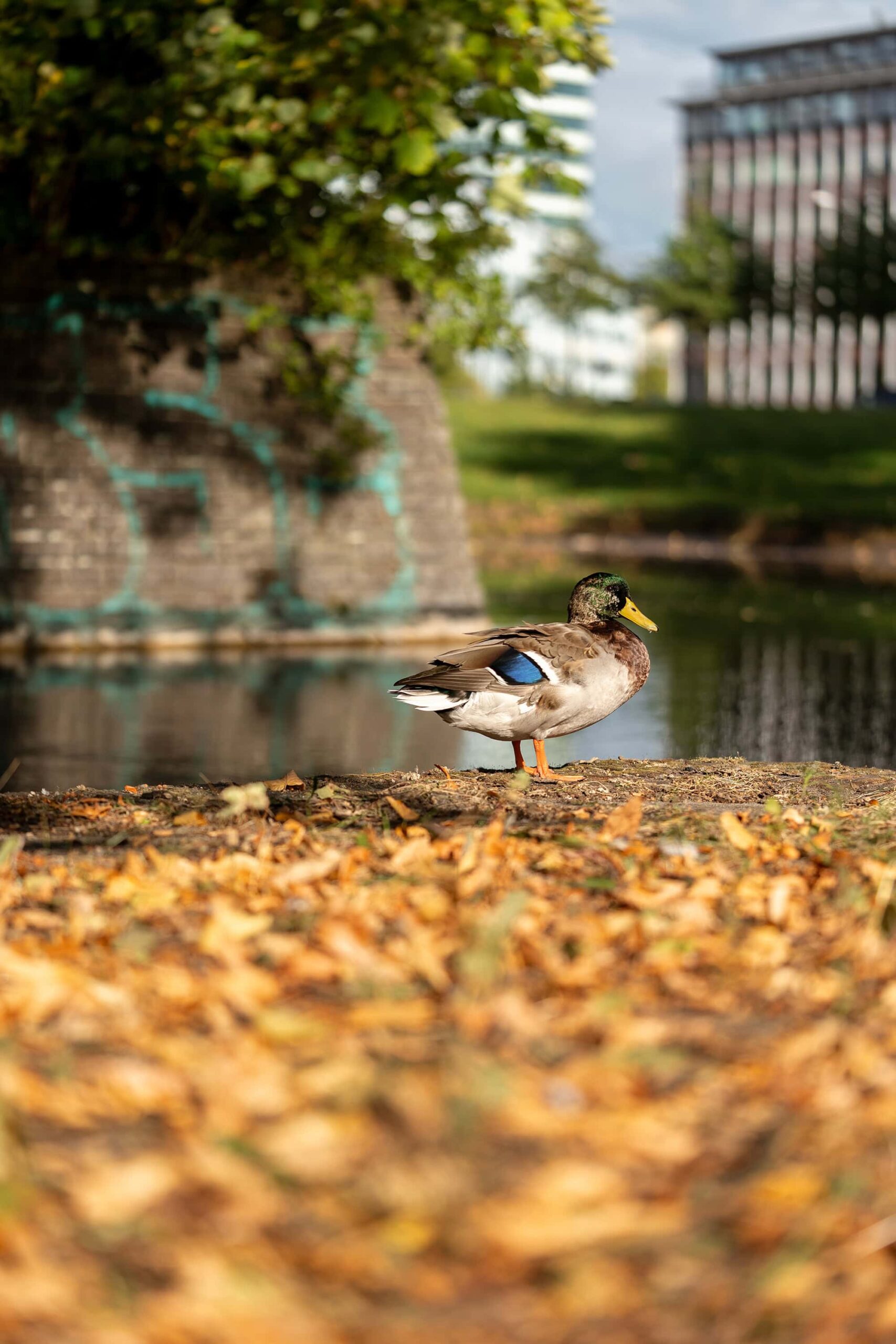 Duck standing near the water at Planten un Blomen park, Hamburg, reflected in the pond on a quiet sunny day