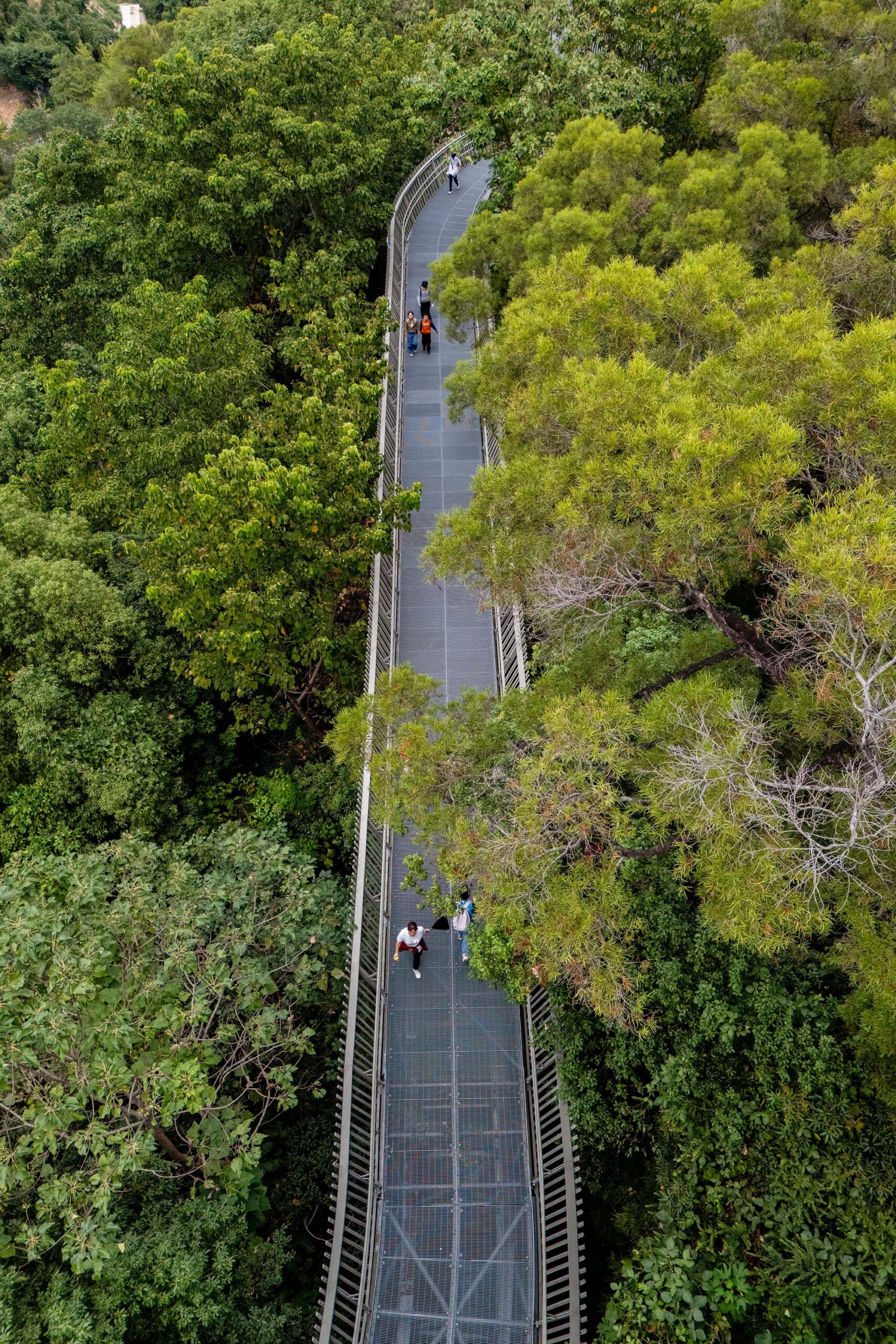 Elevated path of the Fudao Skywalk stretching across treetops, blending engineering and nature in this signature Fuzhou attraction
