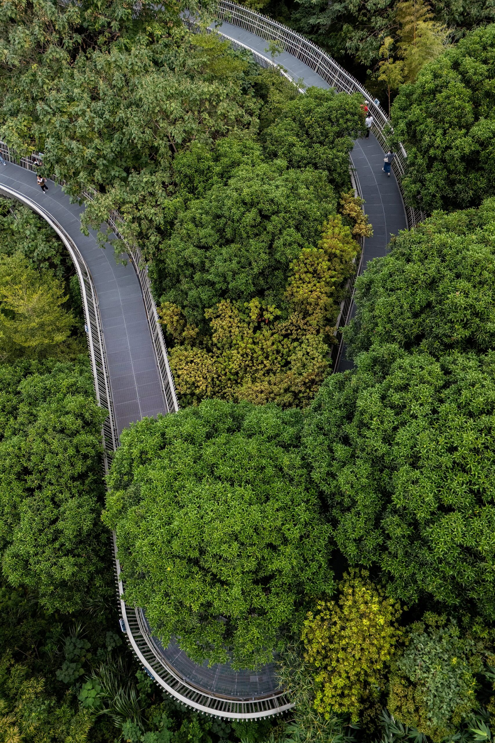 Serpentine section of the Fudao Skywalk winding through thick treetops, part of the scenic Fuzhou forest walkway