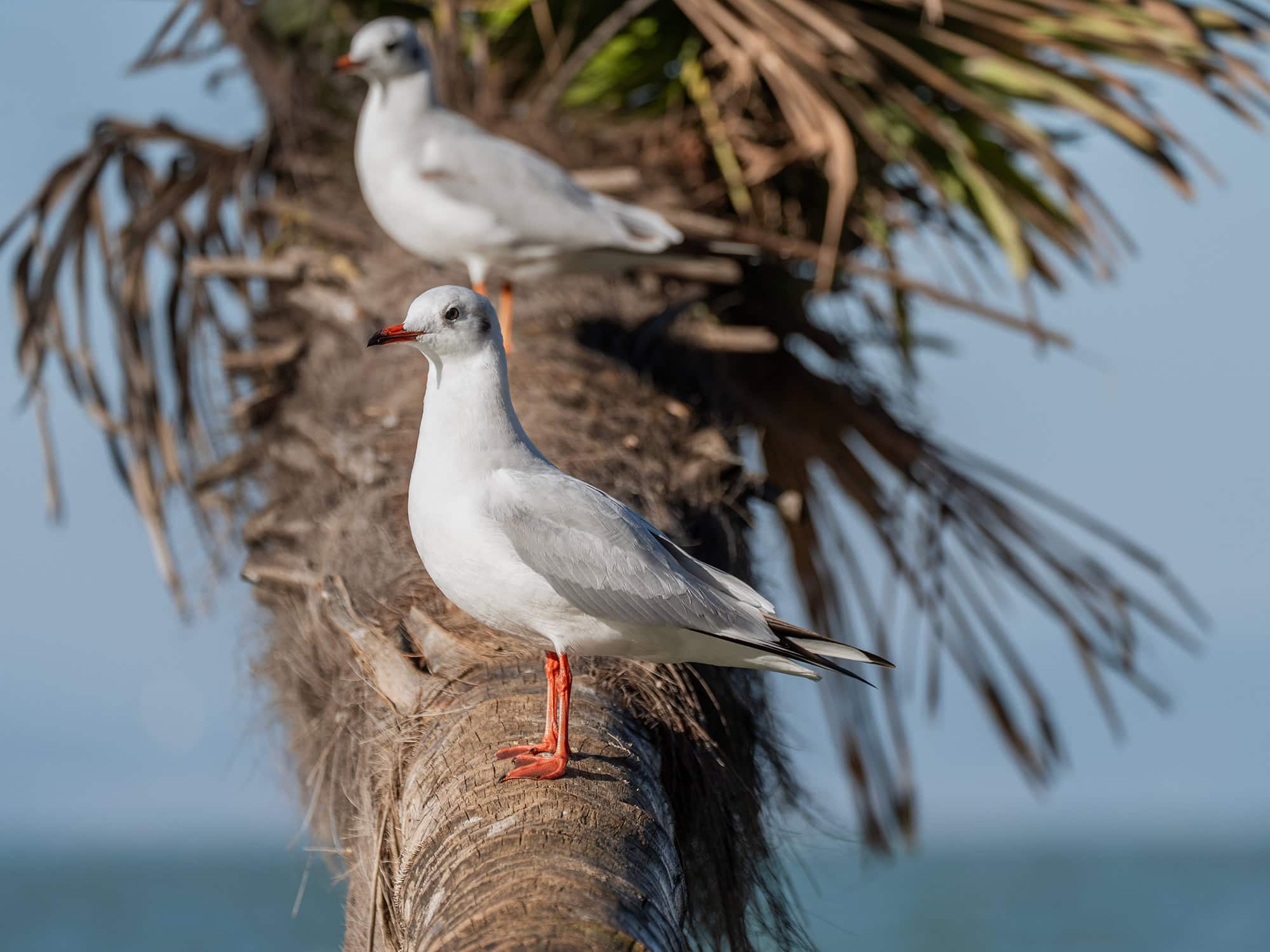 Kunming seagulls perched on a palm trunk at Laoyuhe Wetland Park by Dianchi Lake, Kunming