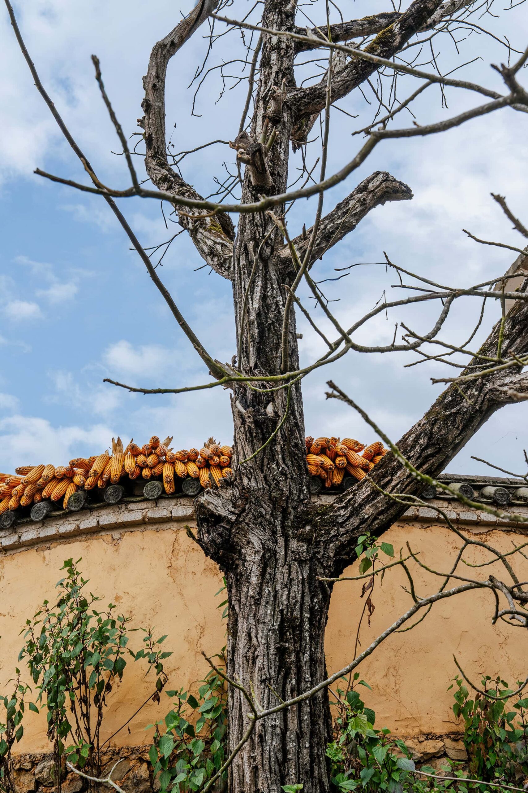 Leafless tree beside a yellow earthen house with corn laid out to dry on the outer wall in Keyi Village