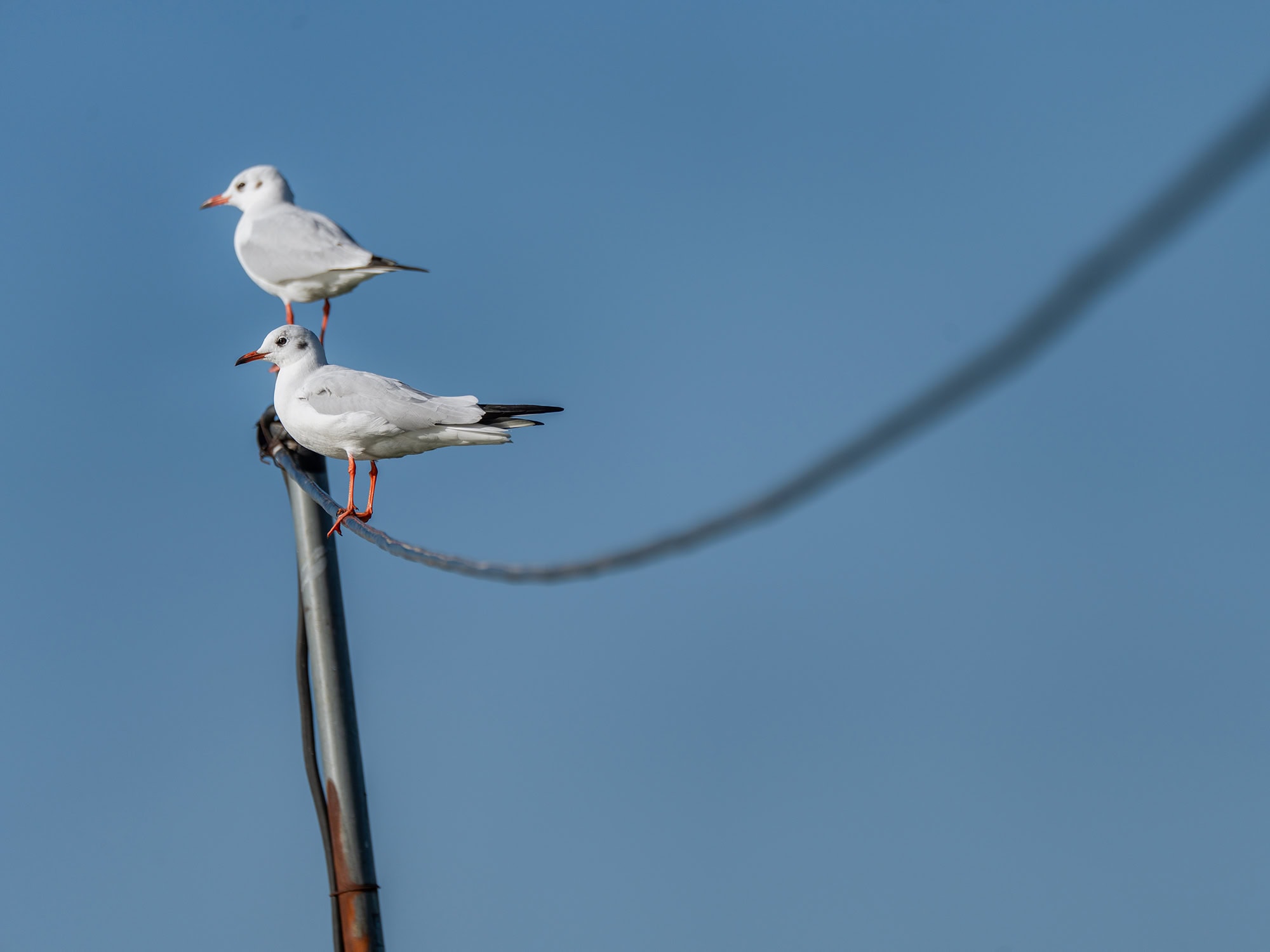 Pair of Kunming seagulls balancing on a slender pole at Laoyuhe Wetland Park, Dianchi Lake
