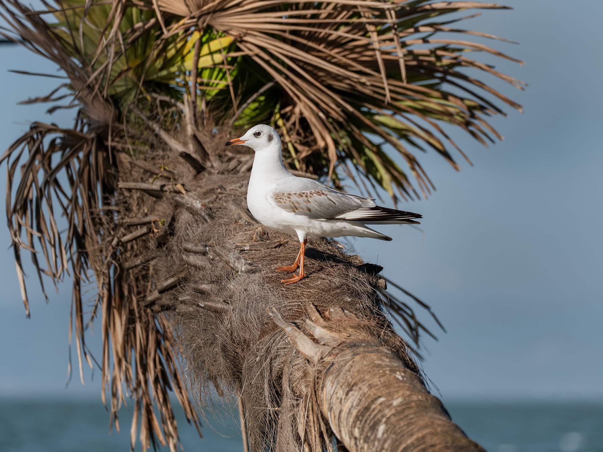 Single Kunming seagull resting on a palm trunk at Laoyuhe Wetland Park
