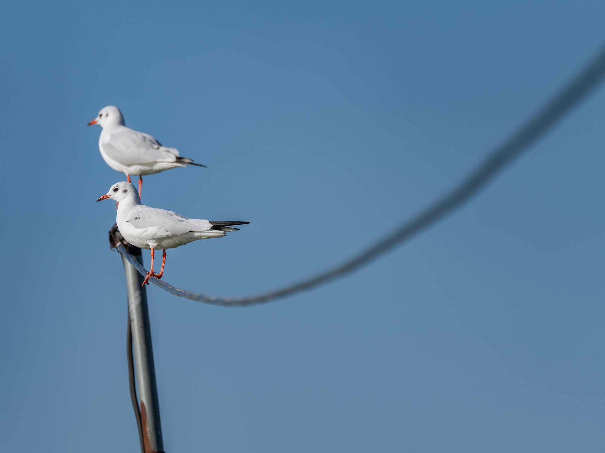 Two Kunming seagulls standing on a metal pole against a clear blue sky near Dianchi Lake Kunming