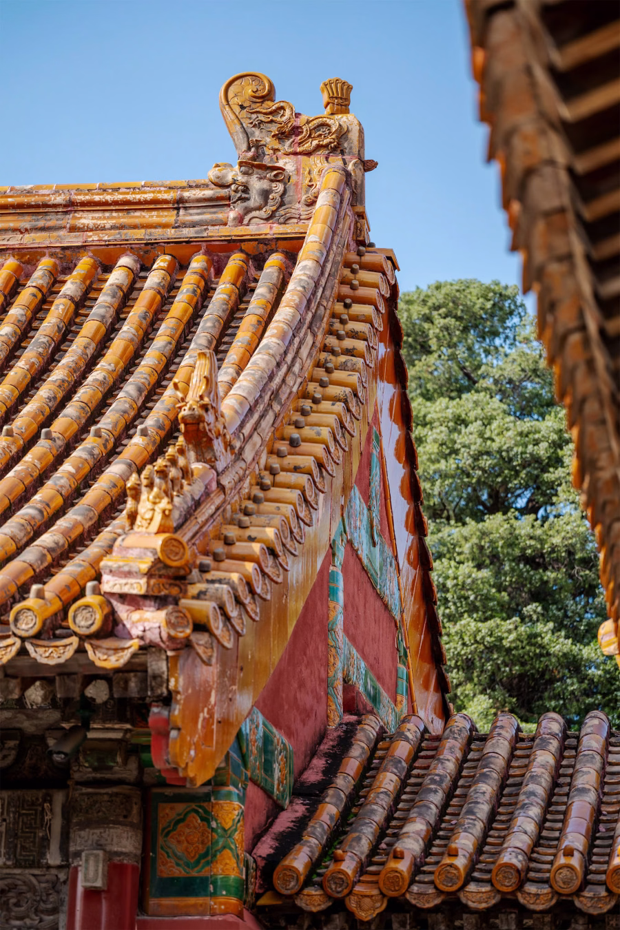 Golden glazed roof tiles and curved eave of the Forbidden City of China against a blue sky with green trees